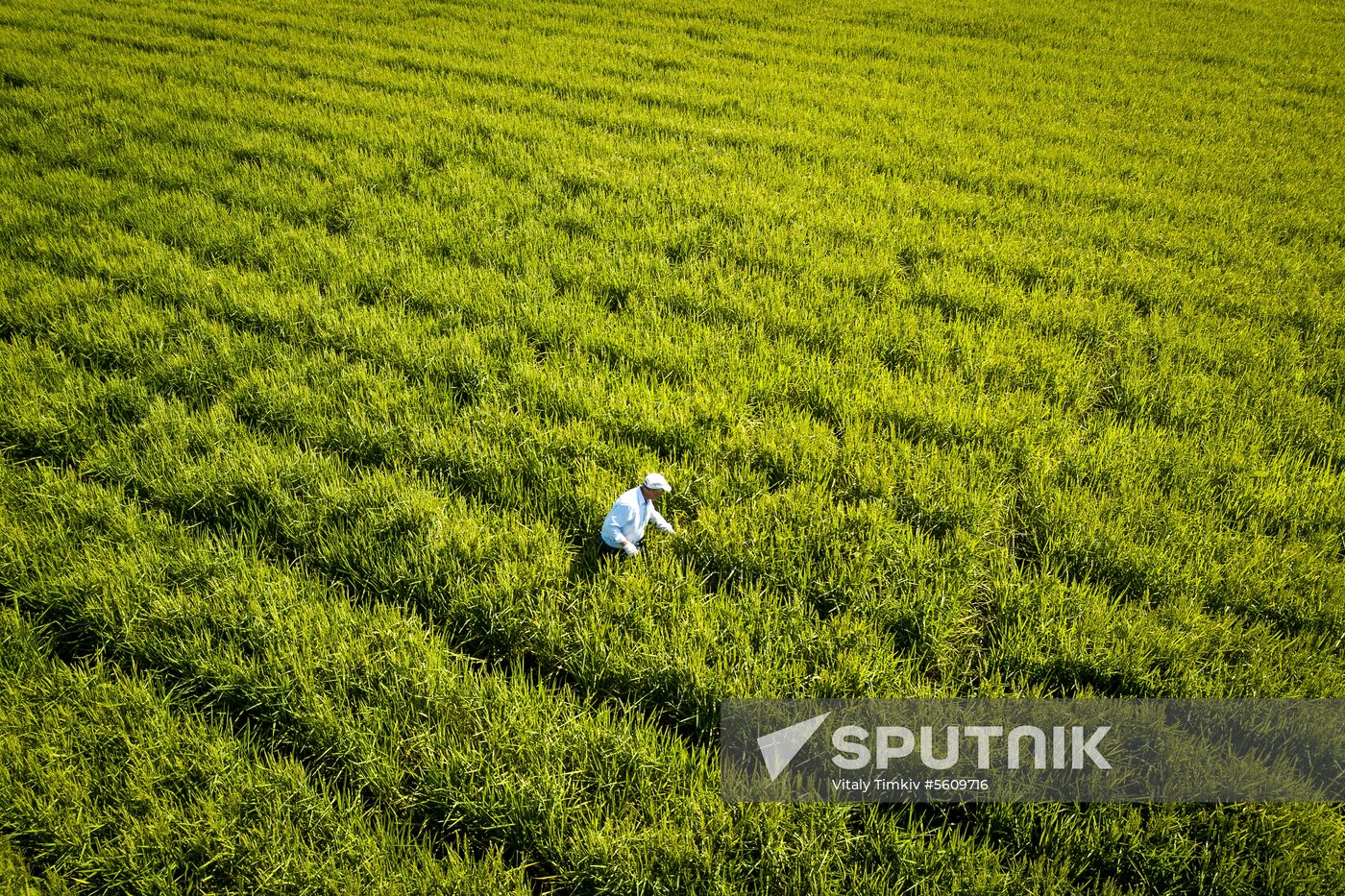 Growing rice in Krasnodar Territory