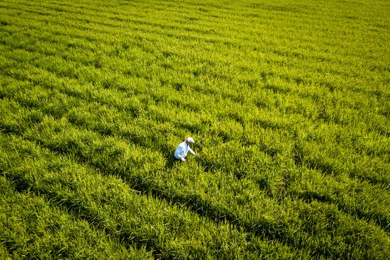Growing rice in Krasnodar Territory