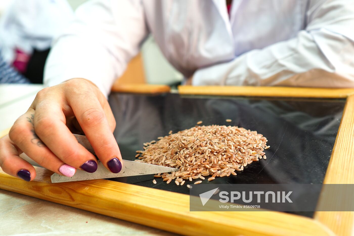 Growing rice in Krasnodar Territory