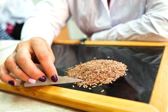 Growing rice in Krasnodar Territory