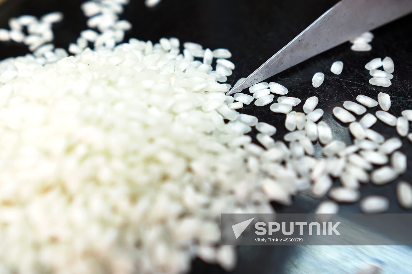 Growing rice in Krasnodar Territory