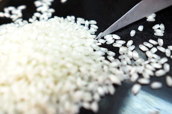 Growing rice in Krasnodar Territory