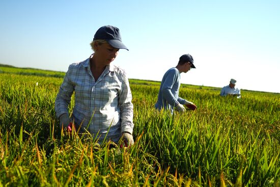 Growing rice in Krasnodar Territory