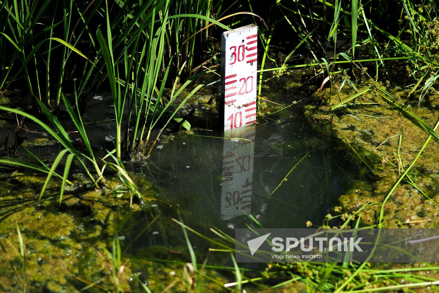 Growing rice in Krasnodar Territory