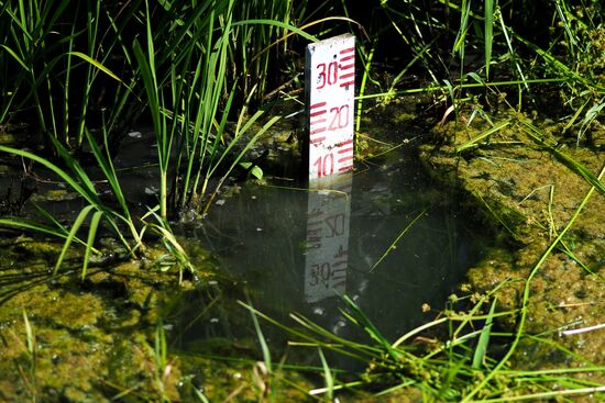 Growing rice in Krasnodar Territory