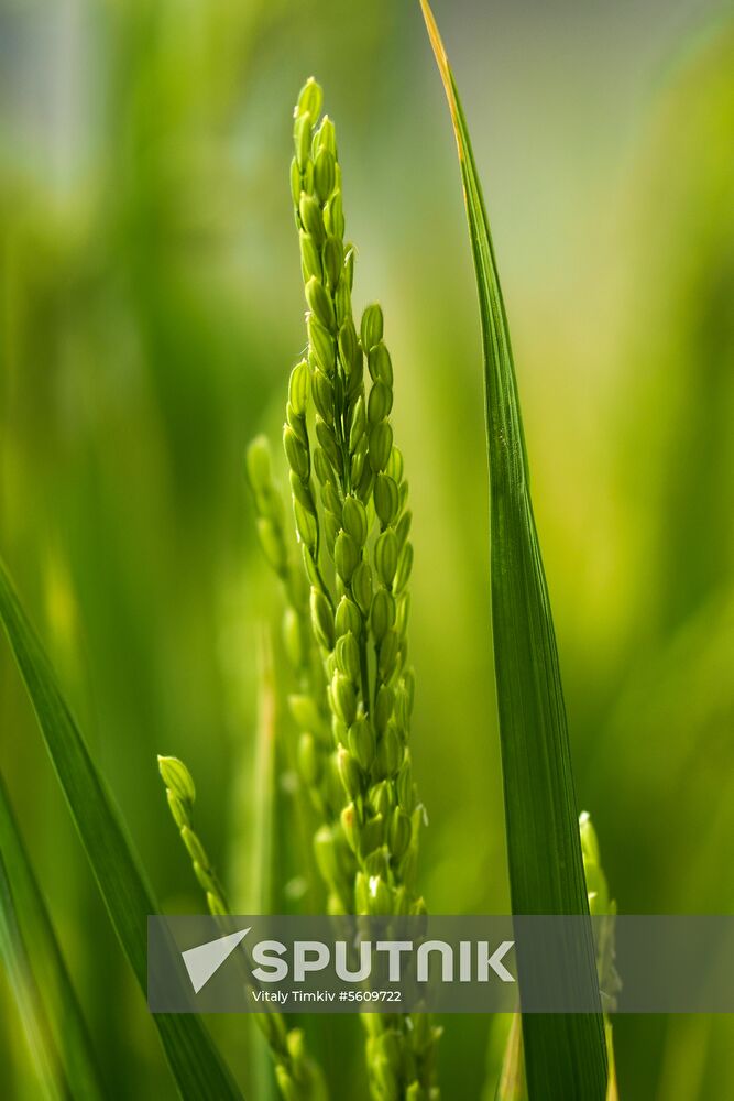 Growing rice in Krasnodar Territory