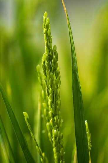 Growing rice in Krasnodar Territory