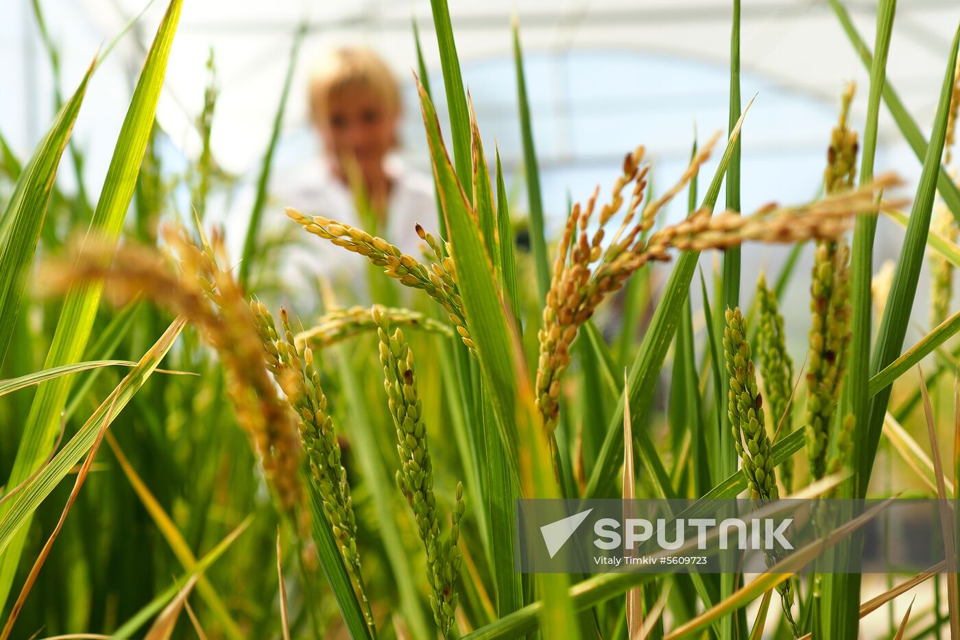Growing rice in Krasnodar Territory