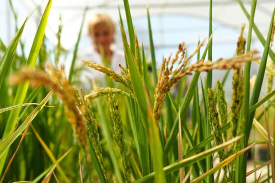 Growing rice in Krasnodar Territory