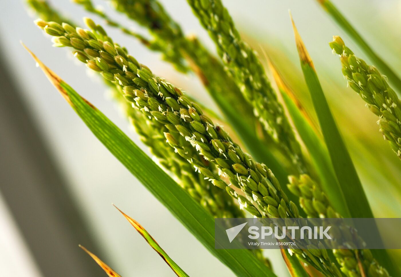 Growing rice in Krasnodar Territory