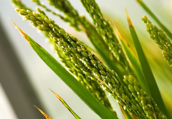 Growing rice in Krasnodar Territory