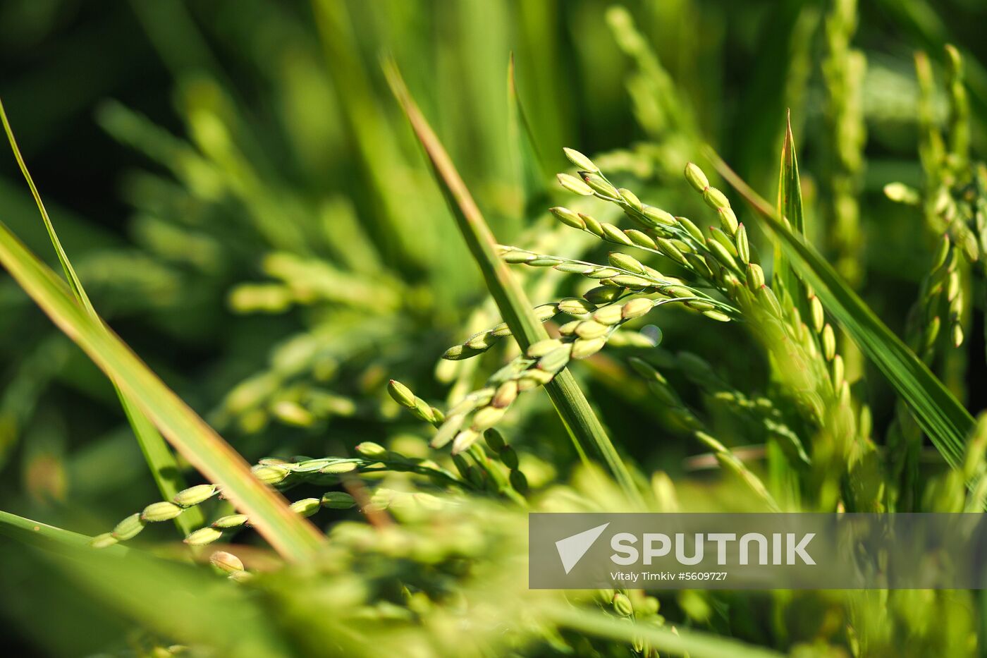 Growing rice in Krasnodar Territory