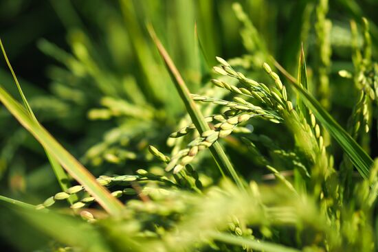 Growing rice in Krasnodar Territory