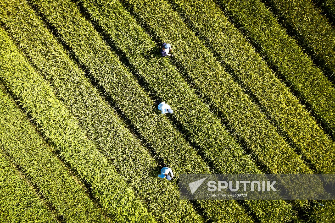 Growing rice in Krasnodar Territory
