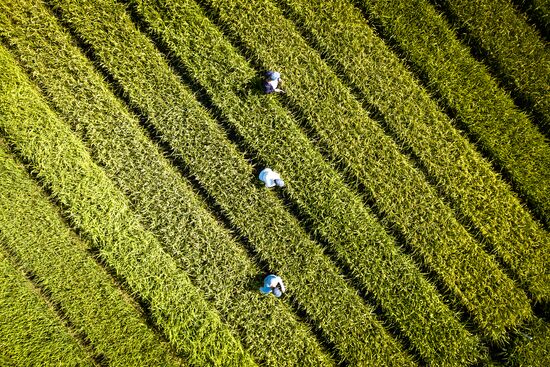 Growing rice in Krasnodar Territory