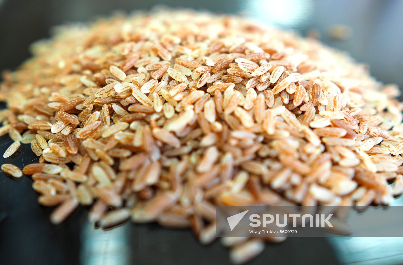 Growing rice in Krasnodar Territory