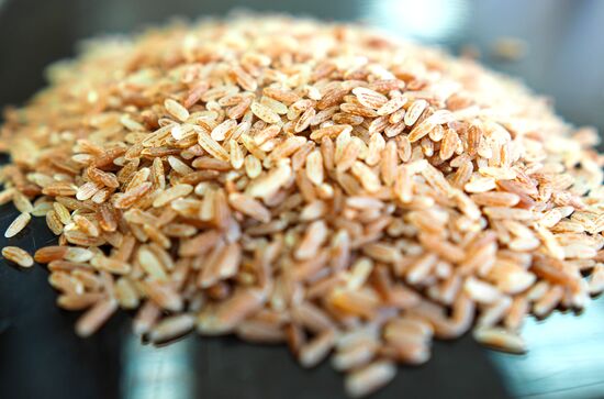 Growing rice in Krasnodar Territory
