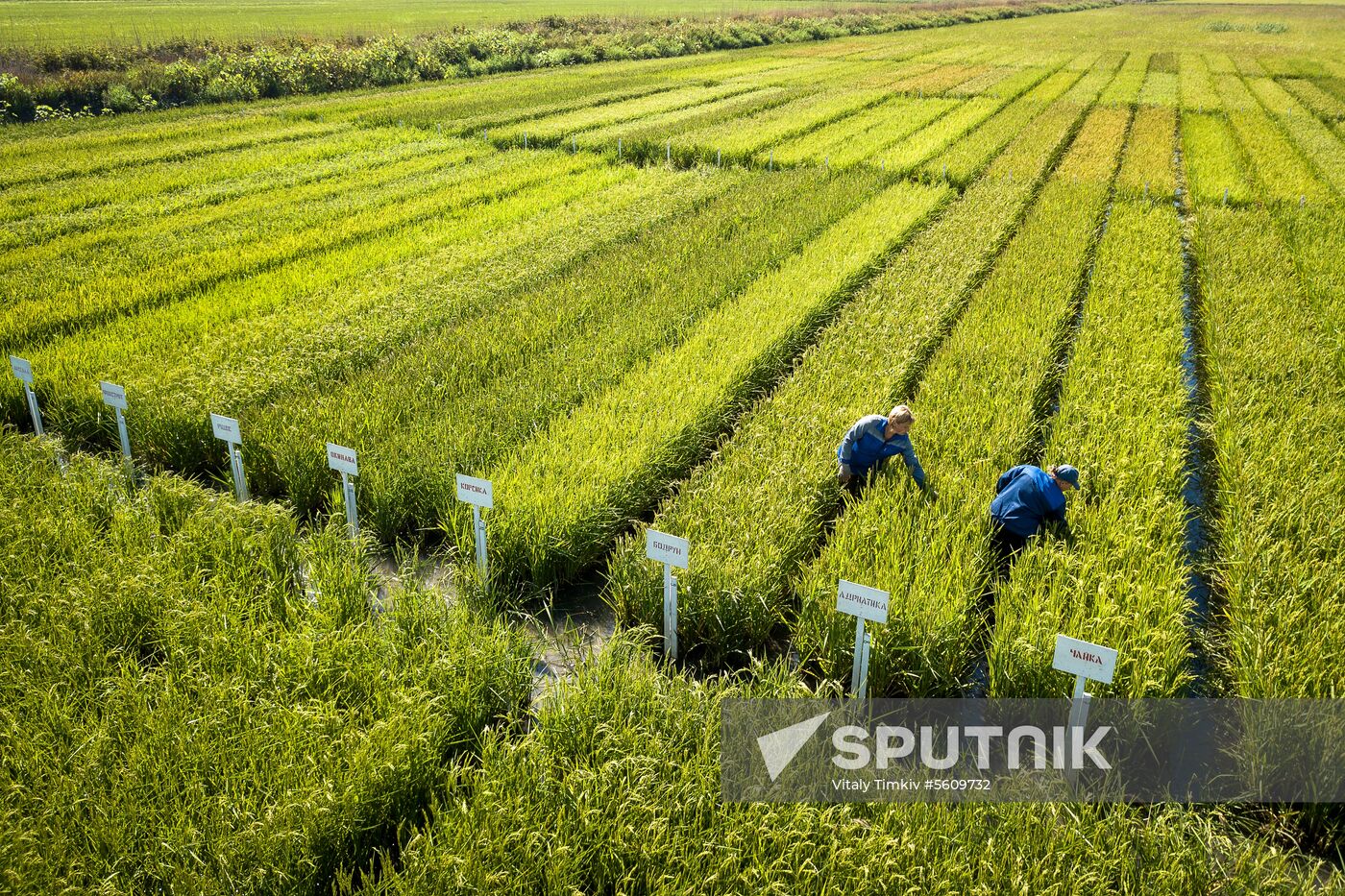 Growing rice in Krasnodar Territory