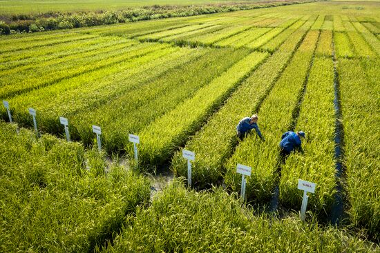 Growing rice in Krasnodar Territory