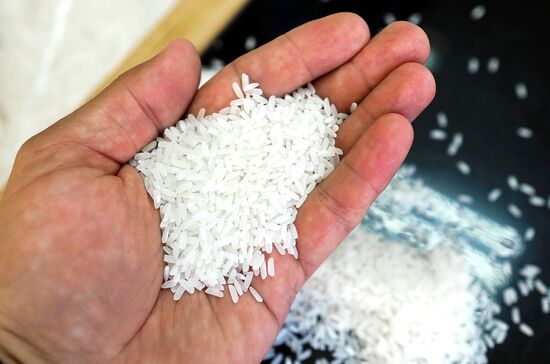 Growing rice in Krasnodar Territory
