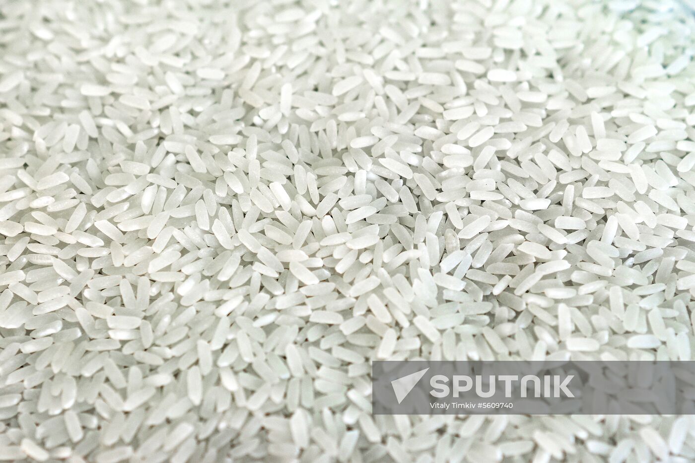 Growing rice in Krasnodar Territory