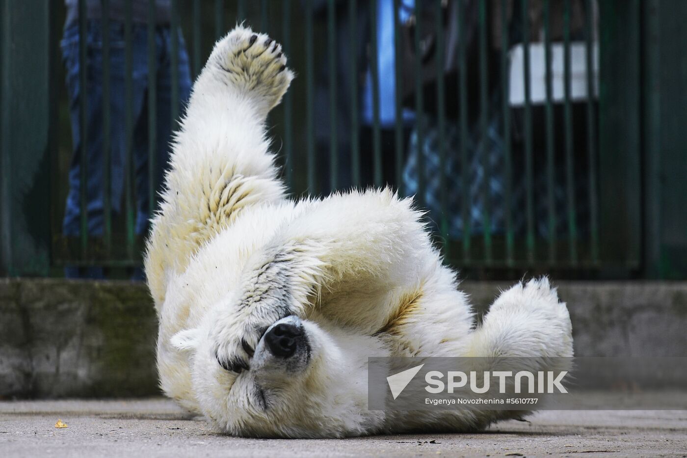 Polar bear Umka-Ayany in Moscow Zoo nursery