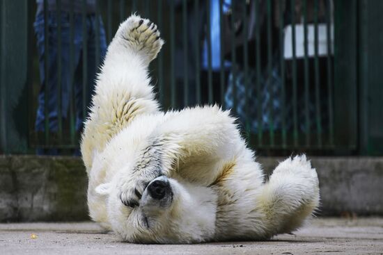 Polar bear Umka-Ayany in Moscow Zoo nursery