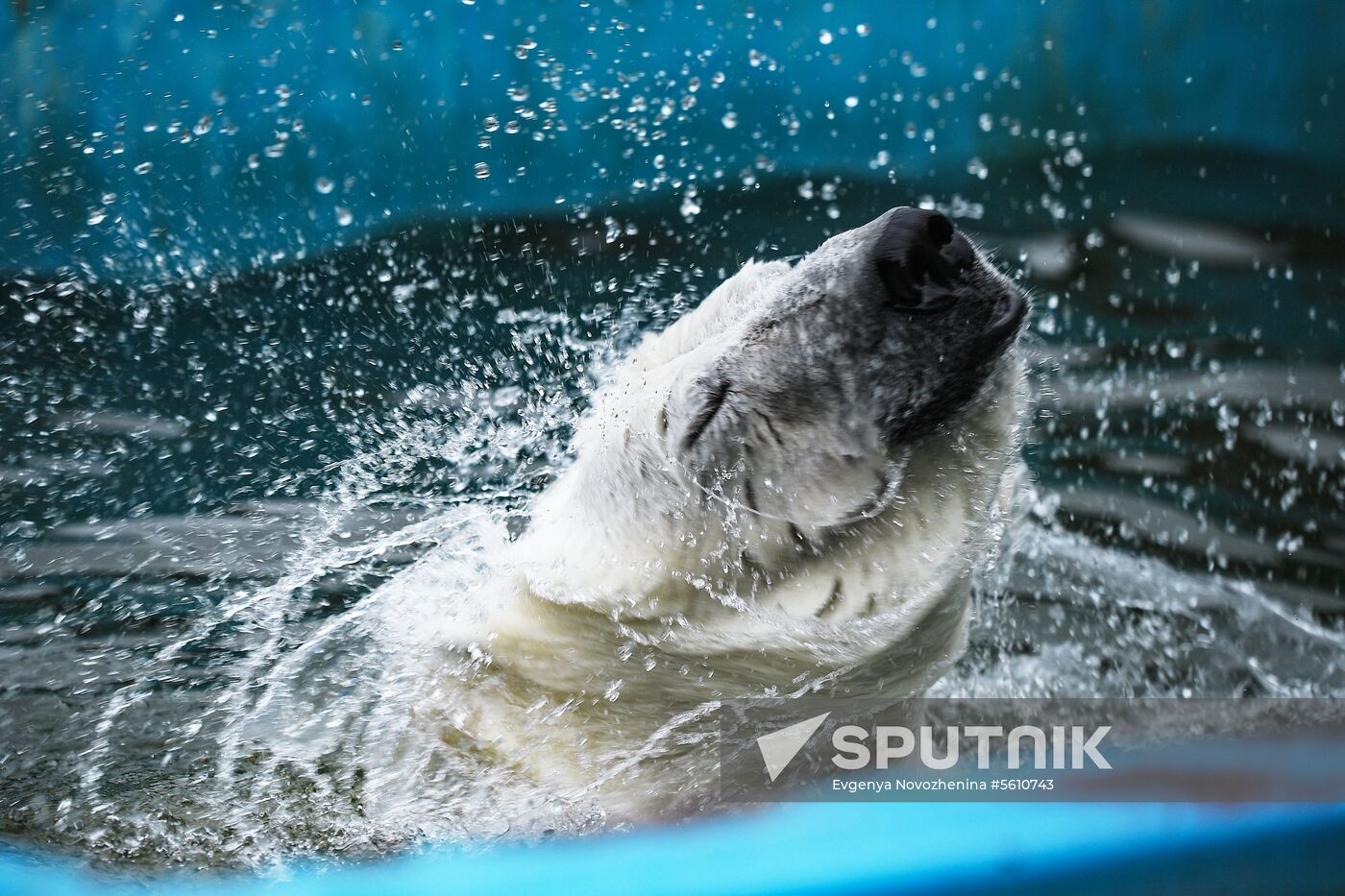 Polar bear Umka-Ayany in Moscow Zoo nursery