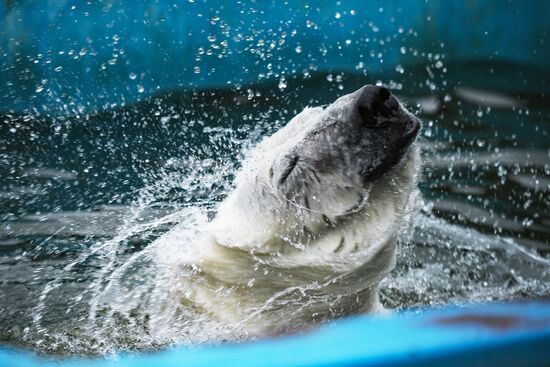Polar bear Umka-Ayany in Moscow Zoo nursery