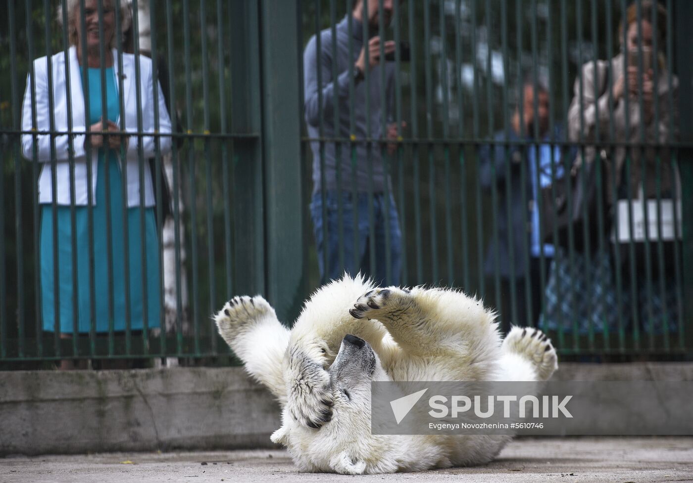 Polar bear Umka-Ayany in Moscow Zoo nursery