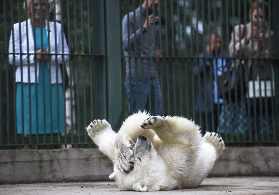Polar bear Umka-Ayany in Moscow Zoo nursery