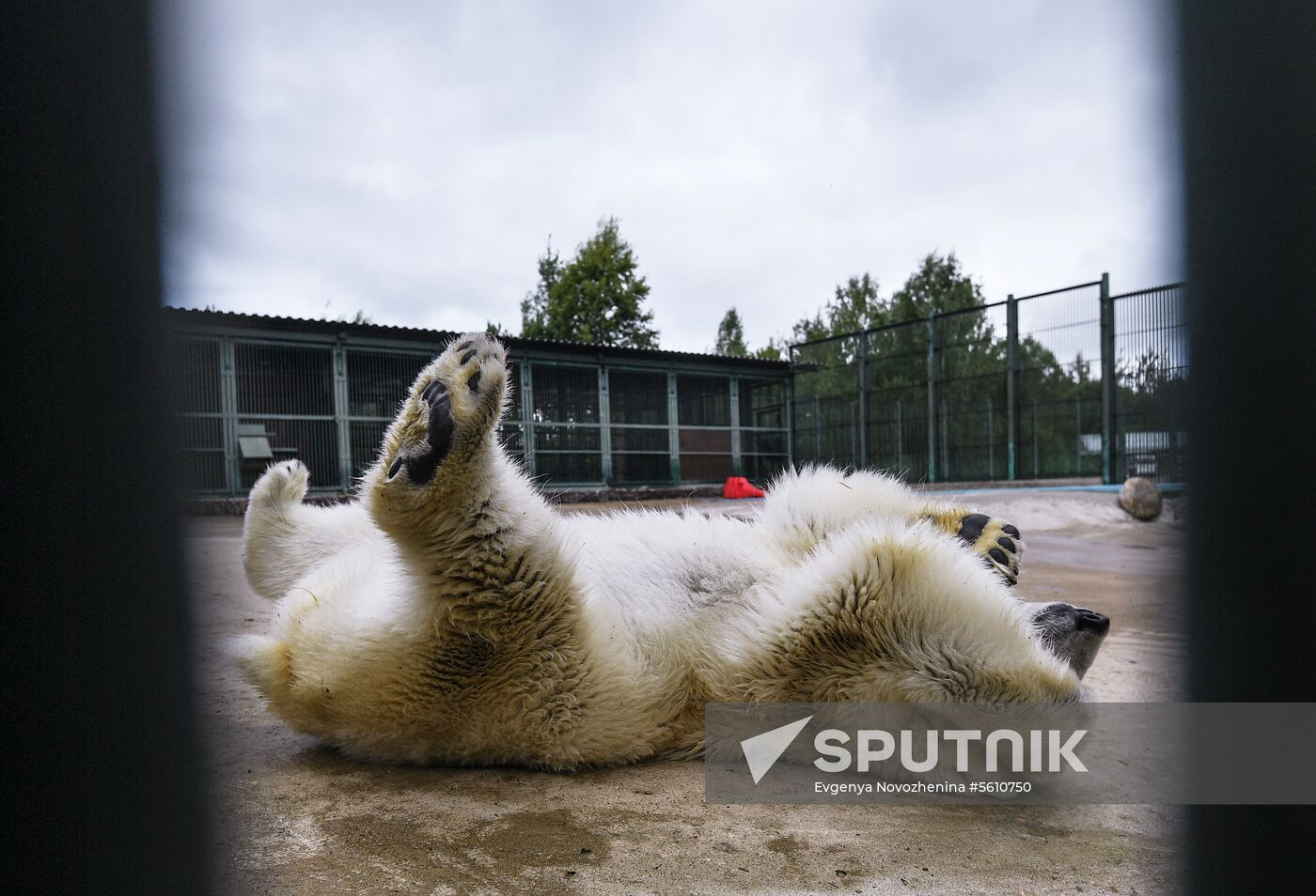 Polar bear Umka-Ayany in Moscow Zoo nursery