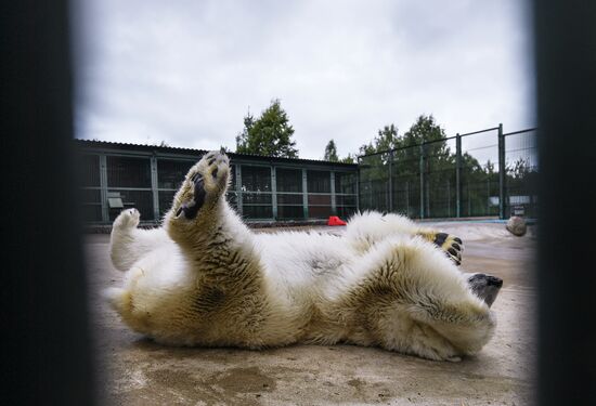 Polar bear Umka-Ayany in Moscow Zoo nursery