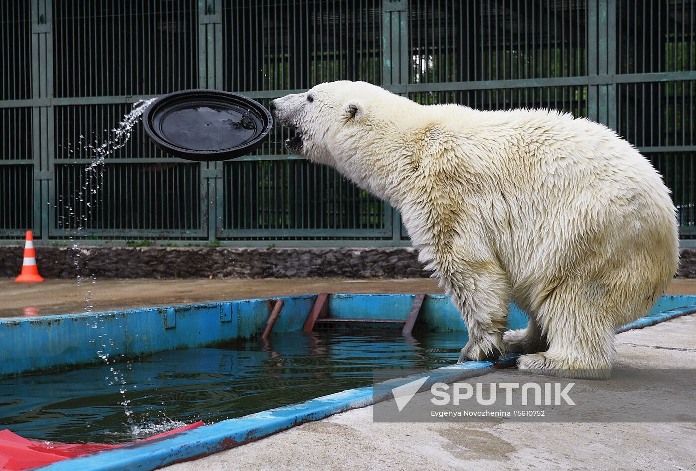 Polar bear Umka-Ayany in Moscow Zoo nursery