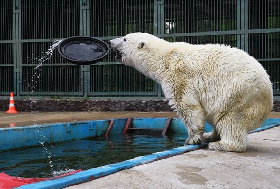 Polar bear Umka-Ayany in Moscow Zoo nursery