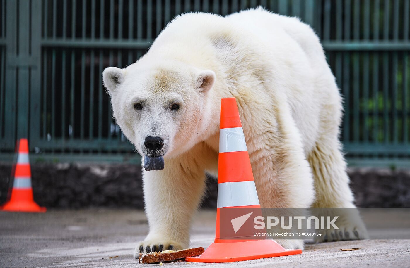 Polar bear Umka-Ayany in Moscow Zoo nursery
