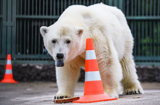 Polar bear Umka-Ayany in Moscow Zoo nursery
