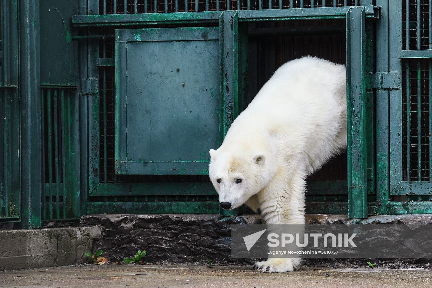 Polar bear Umka-Ayany in Moscow Zoo nursery