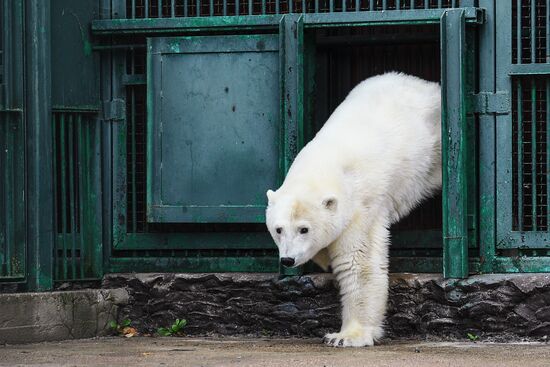 Polar bear Umka-Ayany in Moscow Zoo nursery