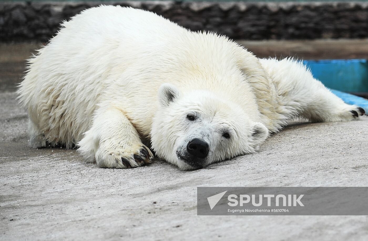 Polar bear Umka-Ayany in Moscow Zoo nursery