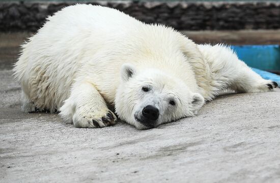 Polar bear Umka-Ayany in Moscow Zoo nursery