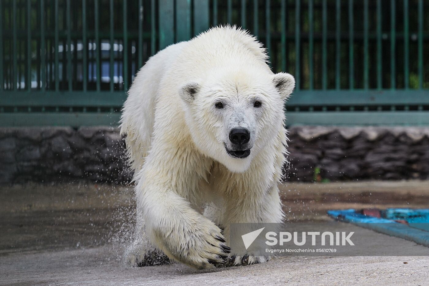 Polar bear Umka-Ayany in Moscow Zoo nursery