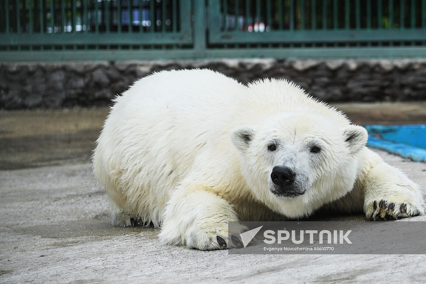 Polar bear Umka-Ayany in Moscow Zoo nursery