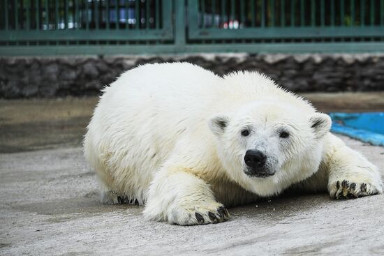 Polar bear Umka-Ayany in Moscow Zoo nursery