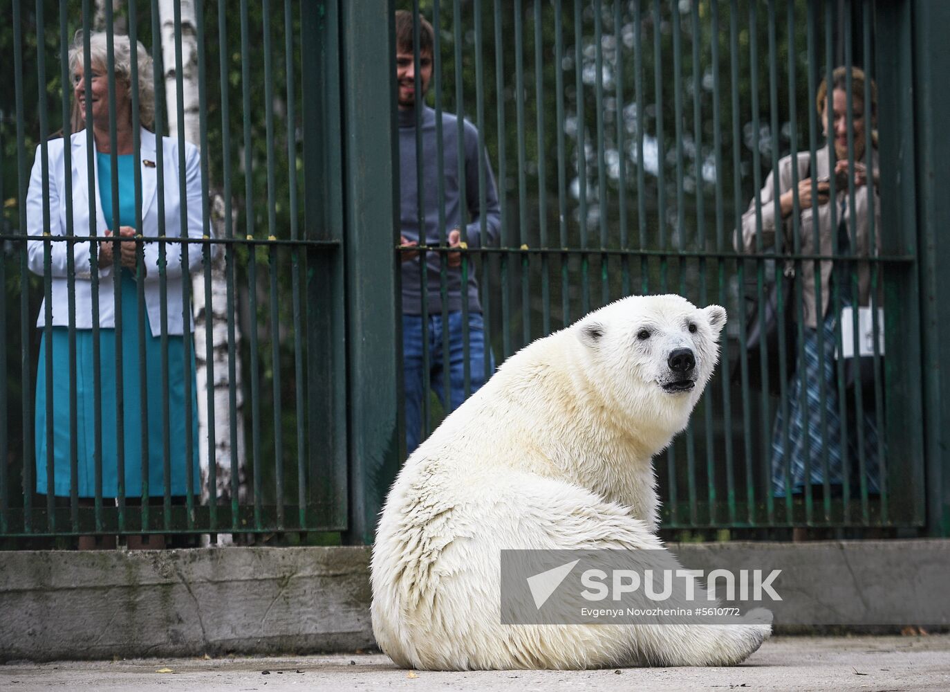 Polar bear Umka-Ayany in Moscow Zoo nursery