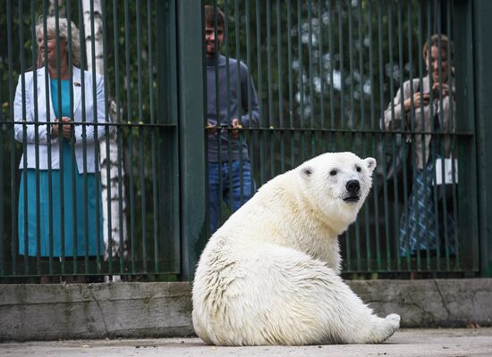 Polar bear Umka-Ayany in Moscow Zoo nursery