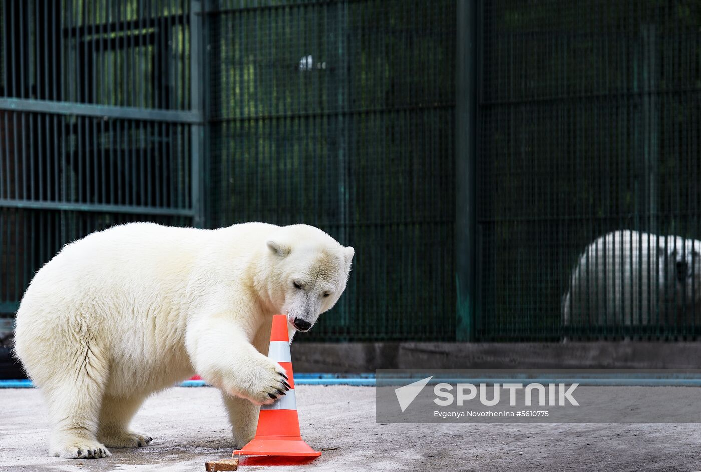 Polar bear Umka-Ayany in Moscow Zoo nursery