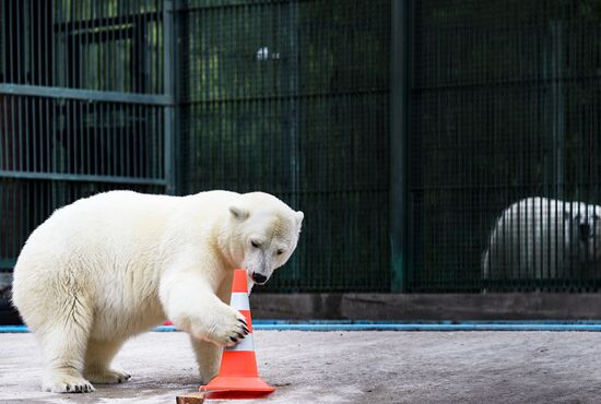Polar bear Umka-Ayany in Moscow Zoo nursery
