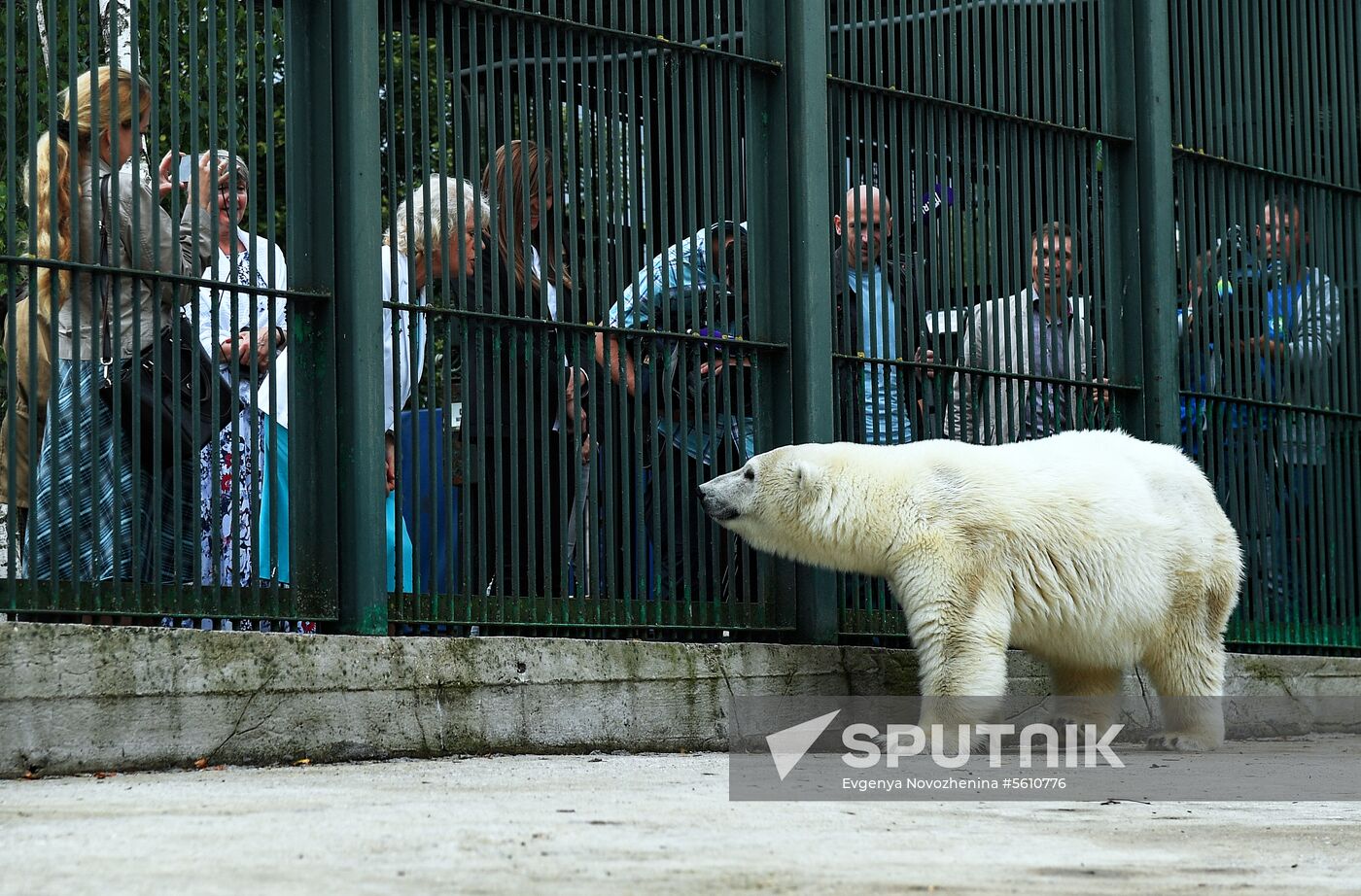 Polar bear Umka-Ayany in Moscow Zoo nursery