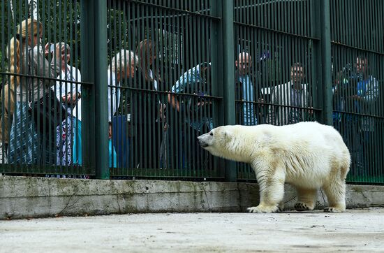 Polar bear Umka-Ayany in Moscow Zoo nursery